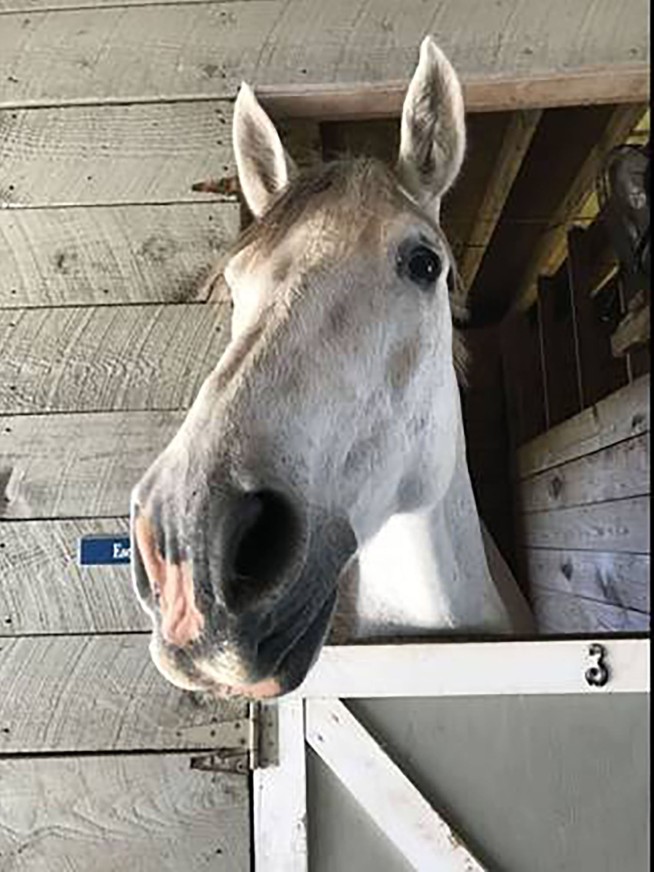 N.C. farm rents out miniature donkey to crash video calls
