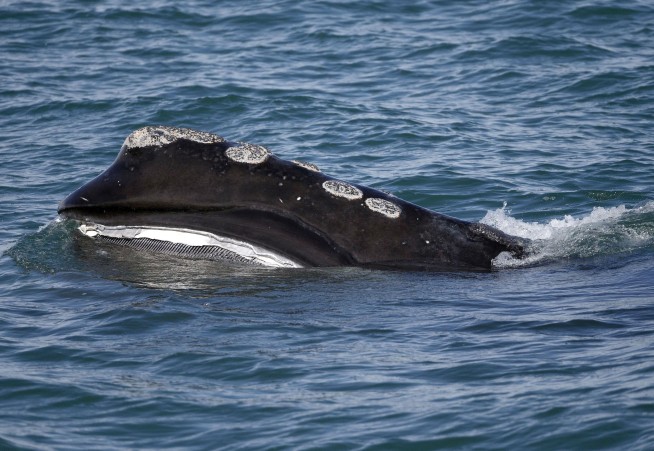 Whales face more fatal ship collisions as waters warm
