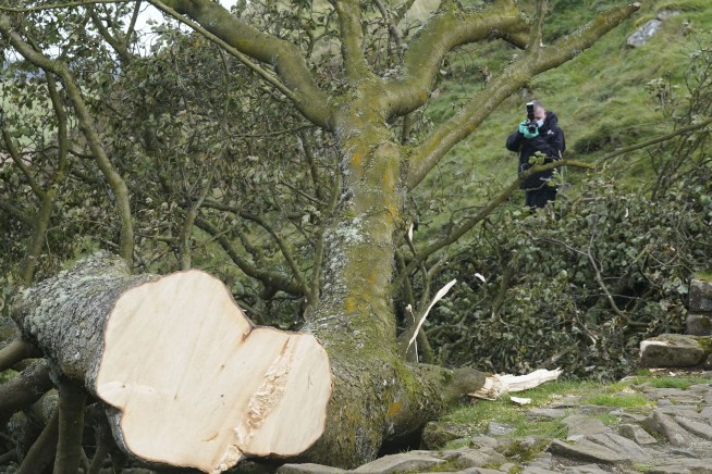 A second man is arrested over the felling in England of a much-loved tree near Hadrian's Wall