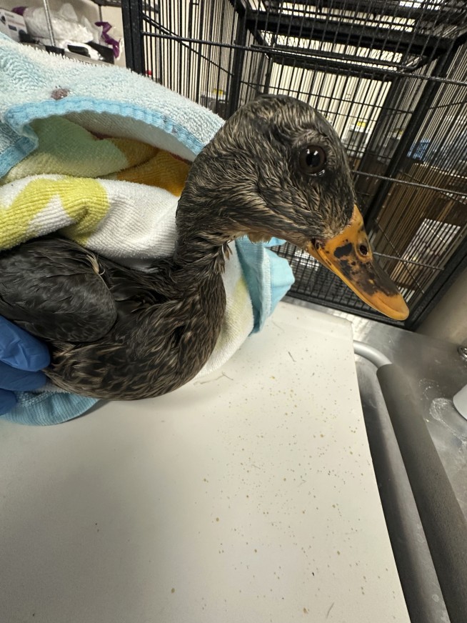 Rescuers rush to save geese and ducks soaked in oil due to spill in Boston river