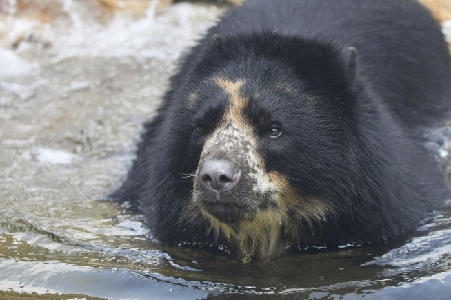 St. Louis Zoo bear has second brief escape from enclosure