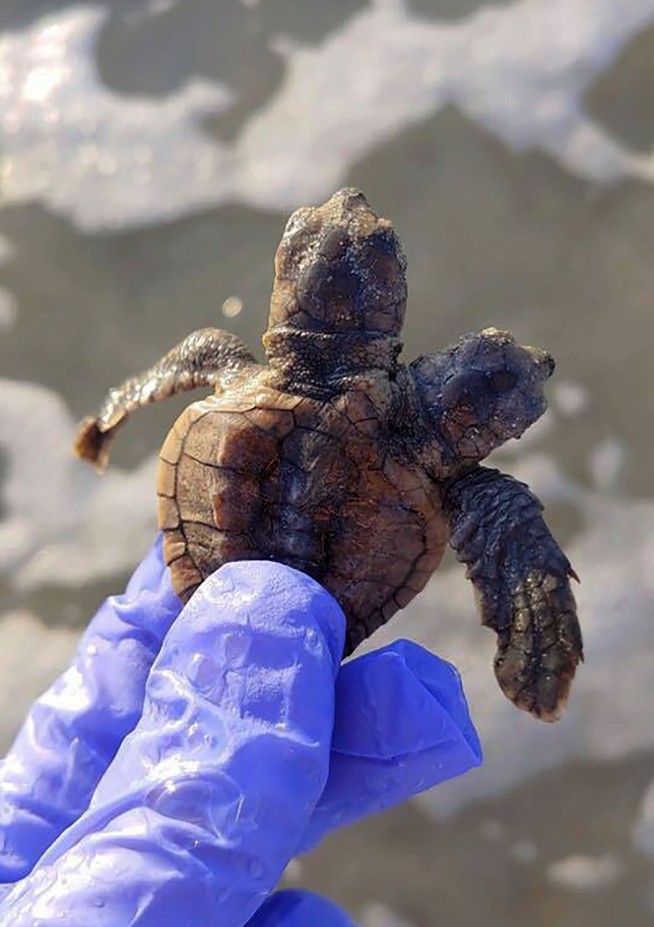 S Carolina turtle patrol group finds two-headed hatchling