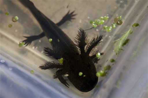 Mexico experts sight endangered 'water monster'