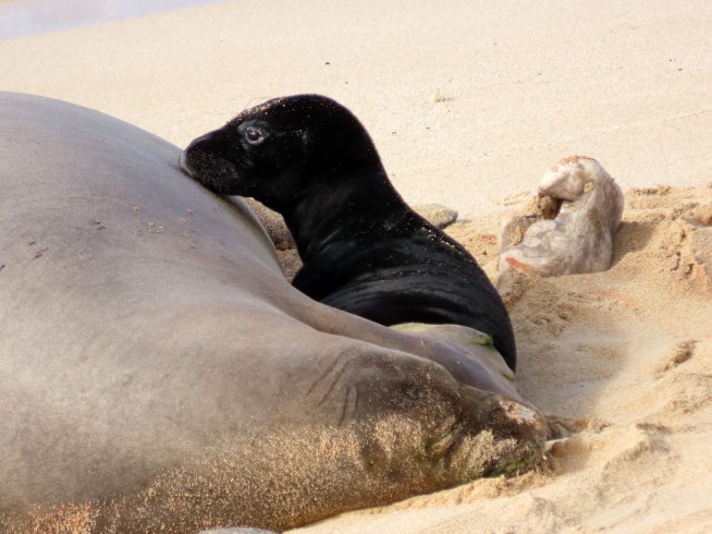Birth of endangered Hawaiian monk seal caught on camera