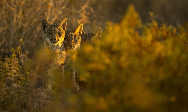 The Iberian lynx is back from the brink of extinction, thanks to conservation efforts