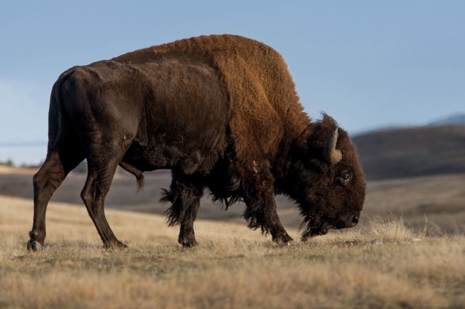 American bison designated national mammal of US