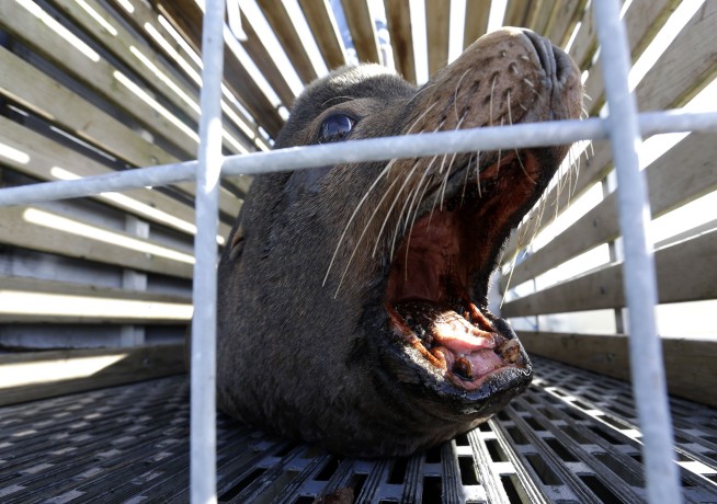 Battle of species pits protected sea lions vs. fragile fish