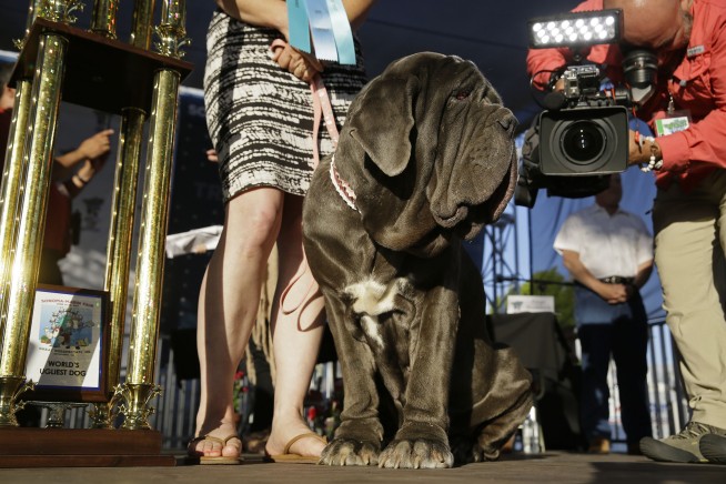 Huge, homely mastiff named Martha wins world's ugliest dog