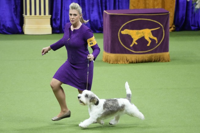 A 'PBGV' wins Westminster dog show, a first for the breed