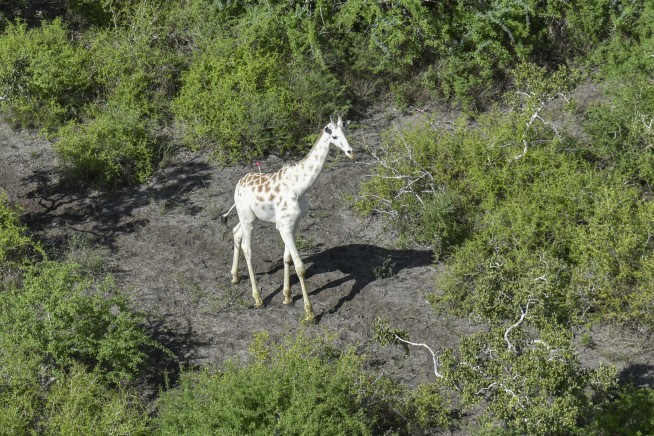 World's last known white giraffe gets GPS tracking device