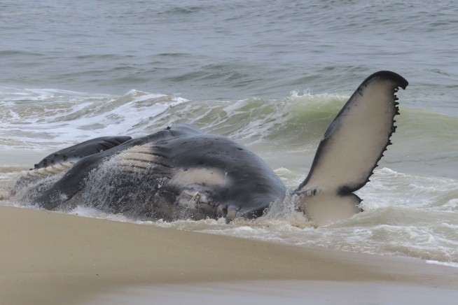 Dead whale in New Jersey had a fractured skull among numerous injuries, experts find