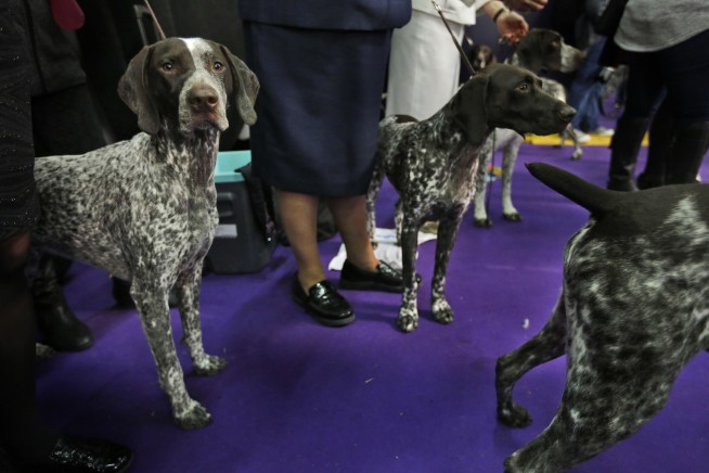 Poodles pop in popularity, but Labs still No. 1 US dog breed