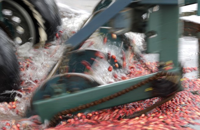 Cranberries at 200: Market changes, drought create a crisis