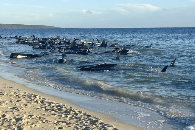 Over 100 pilot whales beached on western Australian coast have been rescued, officials say
