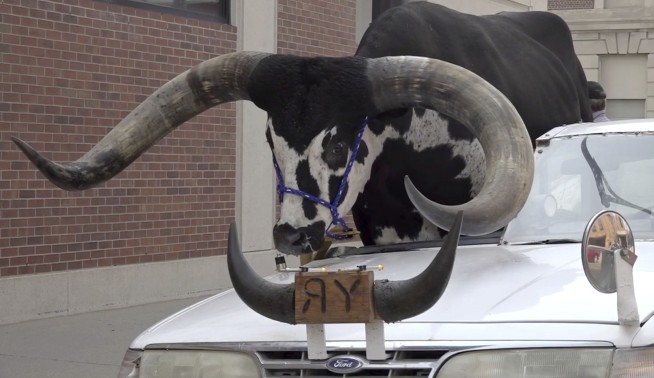 Police stop Nebraska man for bucking the law with a bull riding shotgun in his car