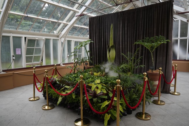 A blooming plant that reeks of gym socks and rotting garbage has thousands lining up for a whiff