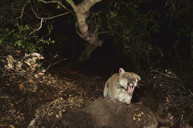 Tribes bury Southern California's famed mountain lion, P-22