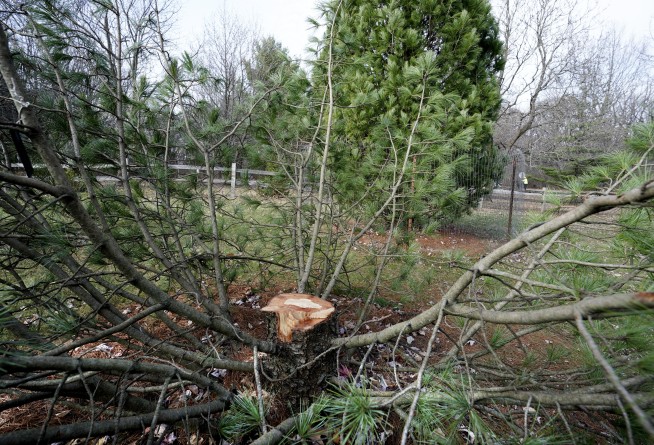 3 students cited in theft of rare tree in Wisconsin
