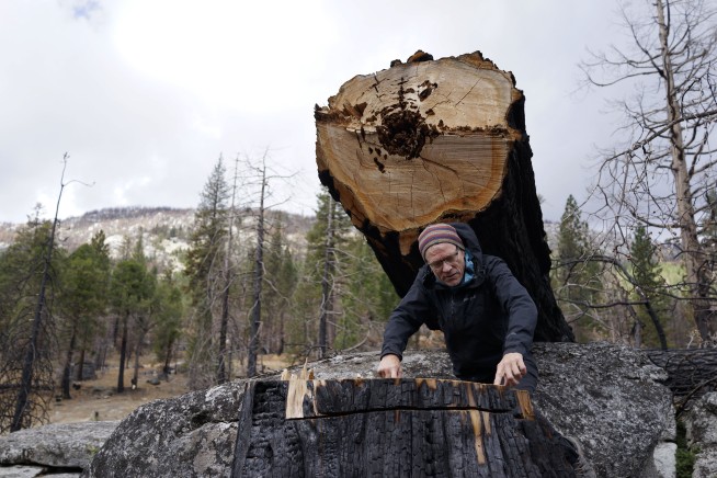 Fire, other ravages jeopardize California’s prized forests