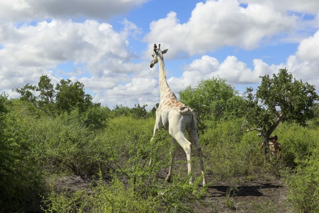 World's last known white giraffe gets GPS tracking device