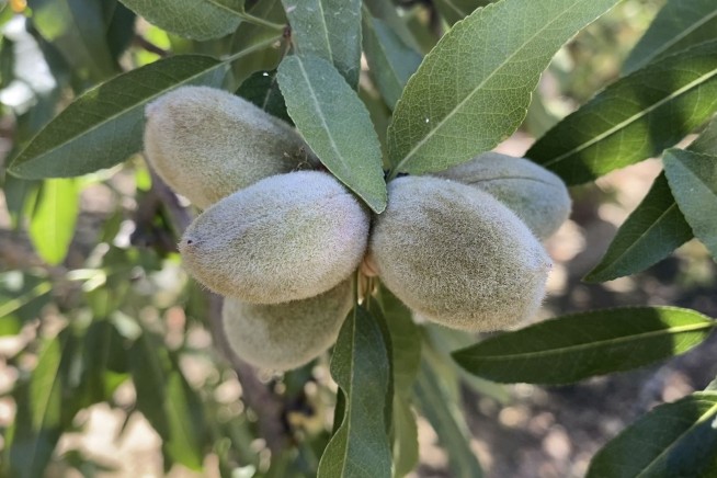 California drought takes toll on world's top almond producer