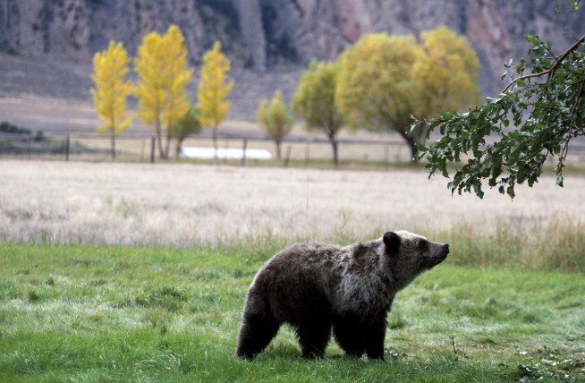 Judge halts Saturday's grizzly hunts in Wyoming, Idaho