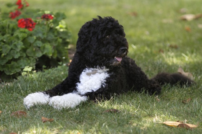 Obama dog Bo, once a White House celebrity, dies from cancer