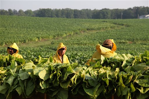 US tobacco growers brace for tougher competition