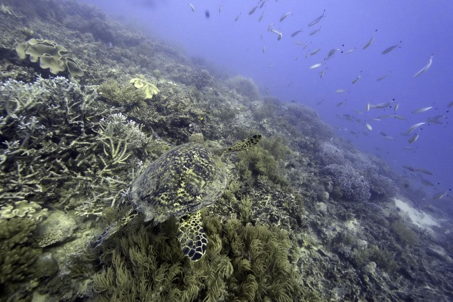 Australia argues against 'endangered' Barrier Reef status