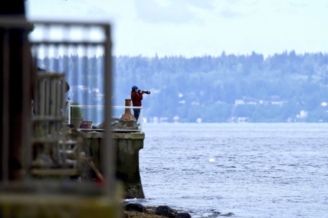 In Seattle, phones ding. Killer whales could be close