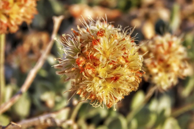 AP Exclusive: Rare wildflower could jeopardize lithium mine