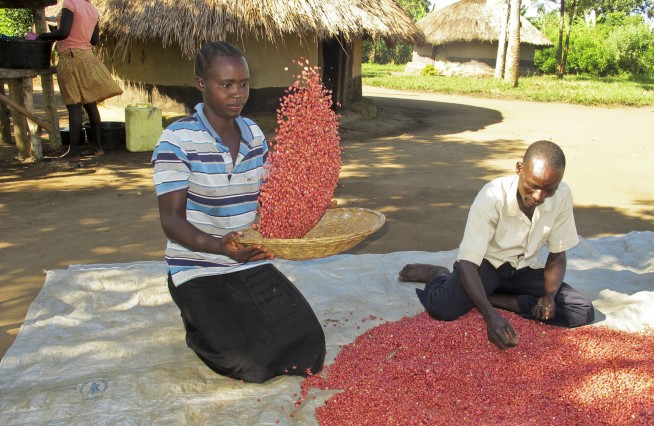 'Super beans' raise hopes in hunger-prone parts of Africa