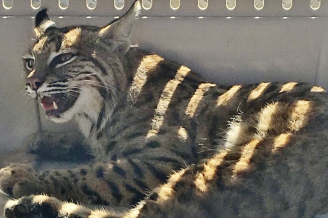 Colorado driver puts injured bobcat in car next to child