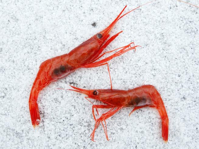 New England's shrimp fishery to shut down for the long haul after years of decline