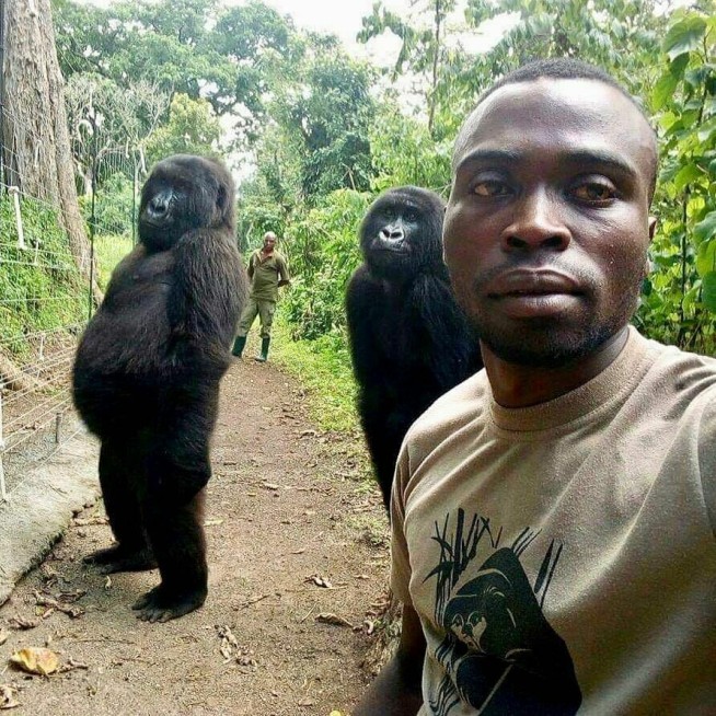 Congo park ranger tells of taking viral selfie with gorillas