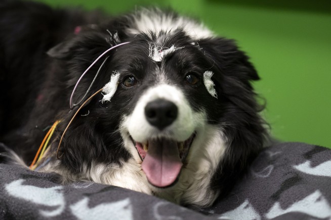 Does your dog understand when you say 'fetch the ball'? A new study in Hungary says yes