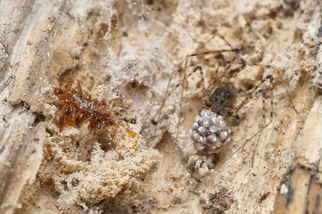 A carnivorous 'bone collector' caterpillar dresses in the remains of its prey