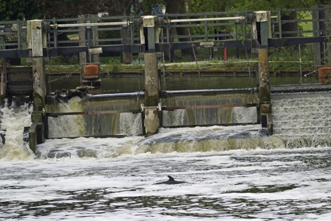 Minke whale is lost far from home in London's Thames River