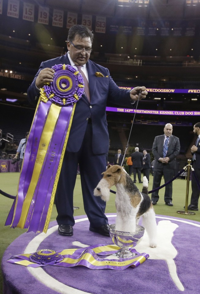 Wired to win: Wire fox terrier is Westminster best in show
