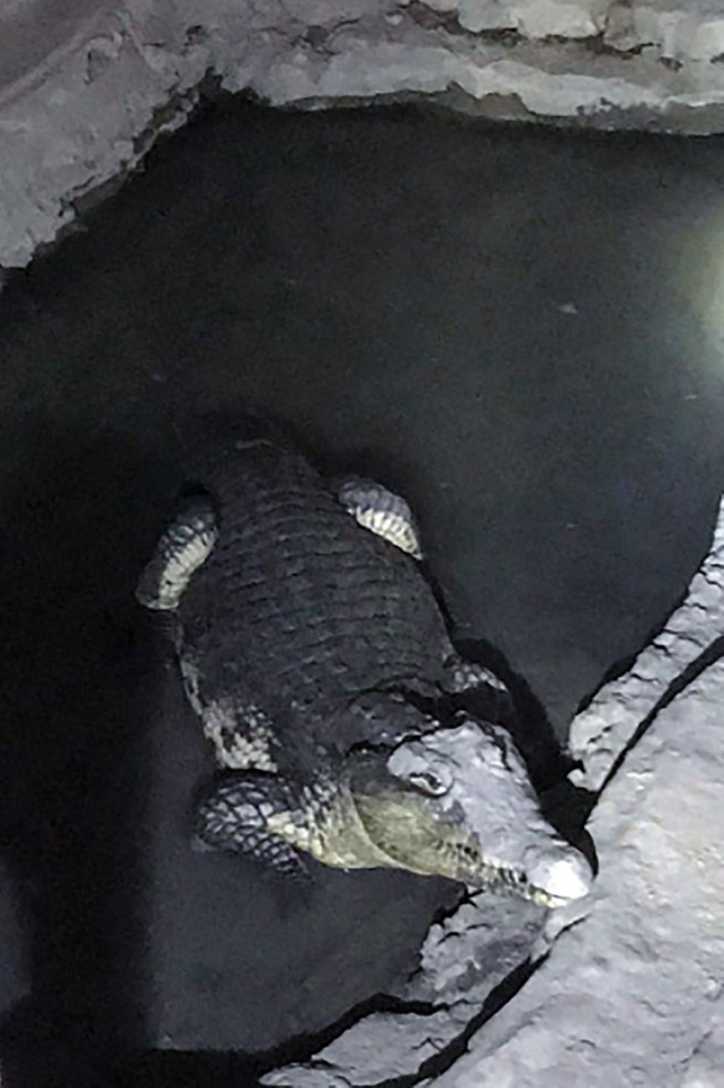 Russian police face the unexpected: crocodile in basement