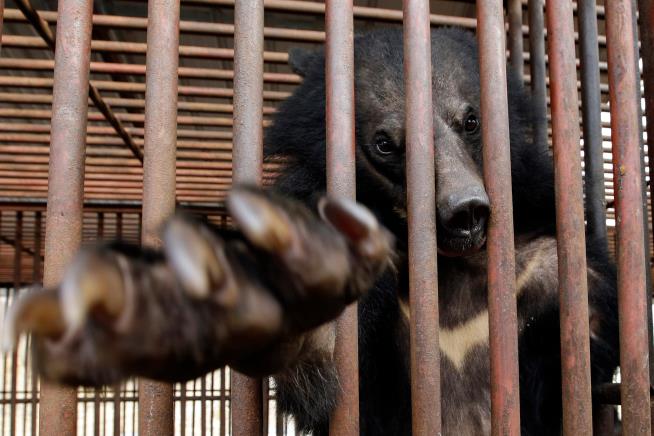 South Korea will end breeding of bears and extraction of their bile