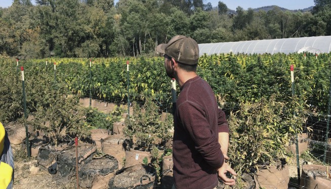 Up in smoke: Wildfires scorch California pot crop at harvest