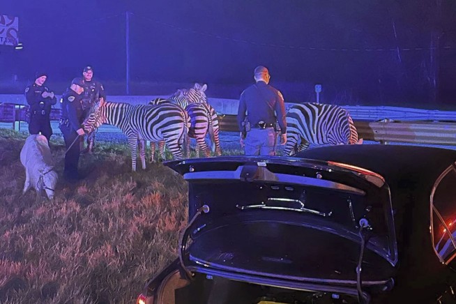 Zebras, camels and flames, oh my! Circus animals rescued after truck catches fire on Indiana highway