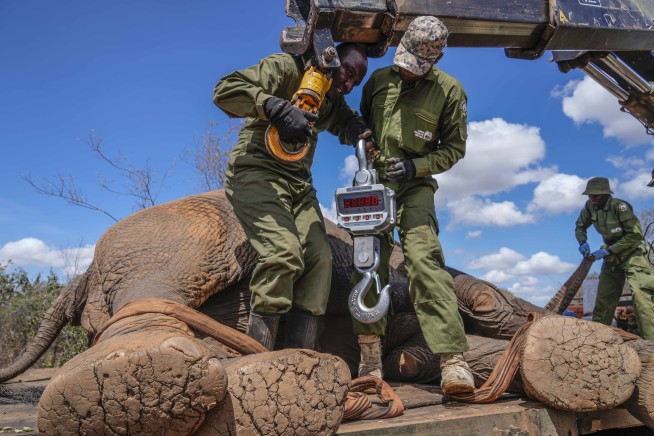 Kenya moves 50 elephants to a larger park, says it's a sign poaching is low