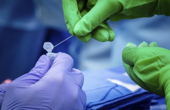 Pig kidney works in a donated body for over a month, a step toward animal-human transplants