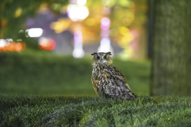 Who freed Flaco? One year later, celebrity owl's escape from Central Park Zoo remains a mystery