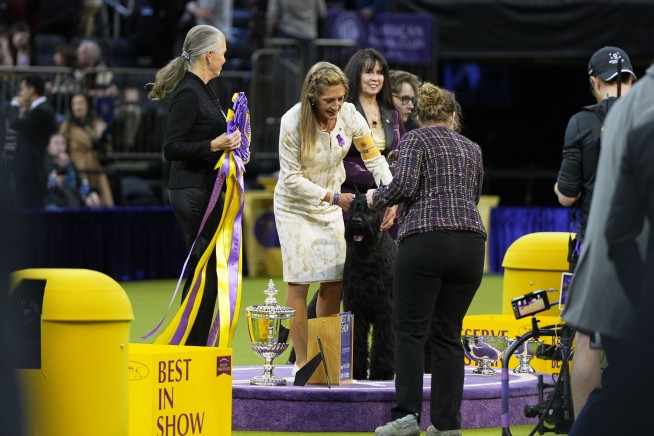 Monty the giant schnauzer wins Westminster dog show