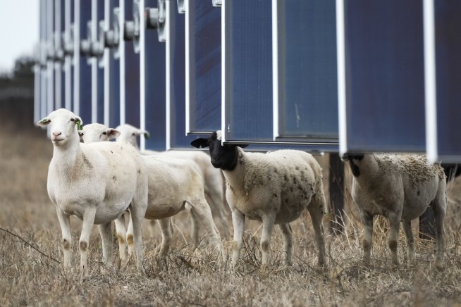 Solar farms are booming in the US and putting thousands of hungry sheep to work
