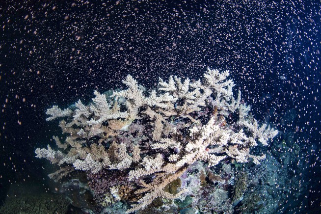 Australia’s Barrier Reef erupts in color as corals spawn