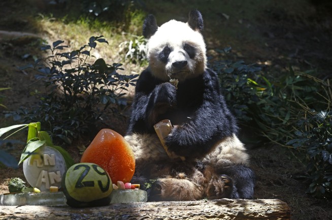 World's oldest male giant panda dies at age 35 in Hong Kong